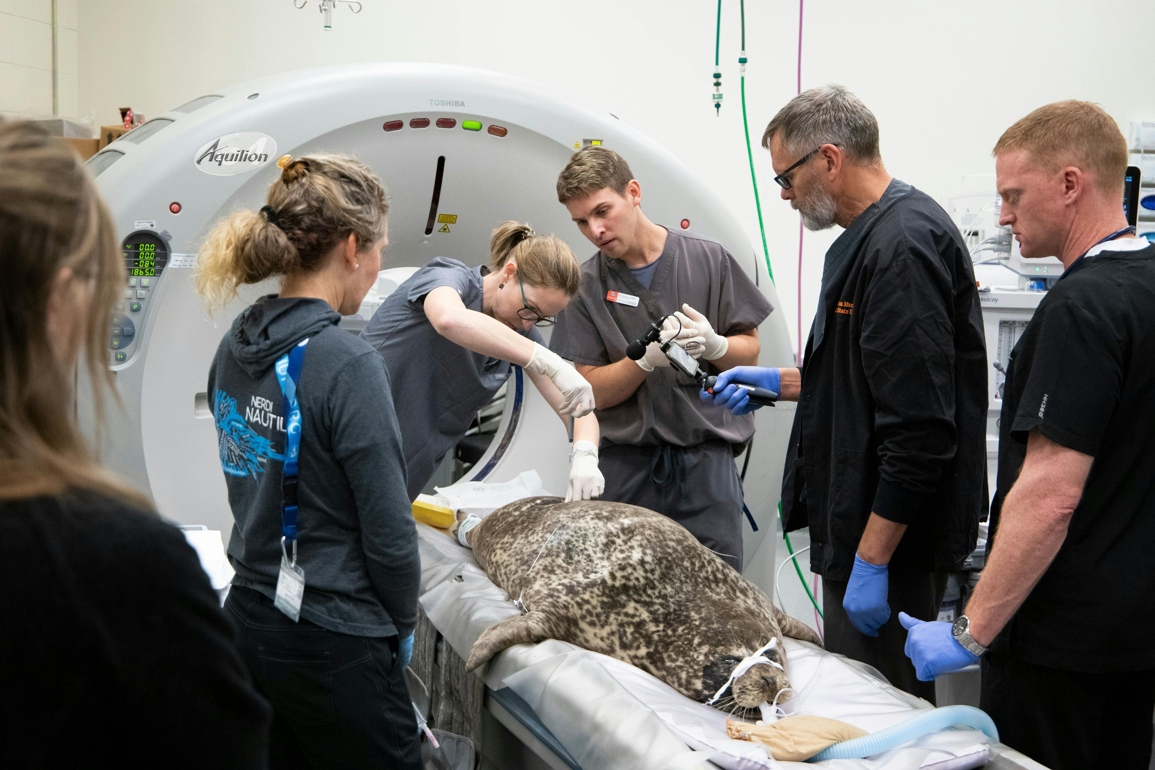 OSU diagnoses popular harbor seal with esophageal ulcer