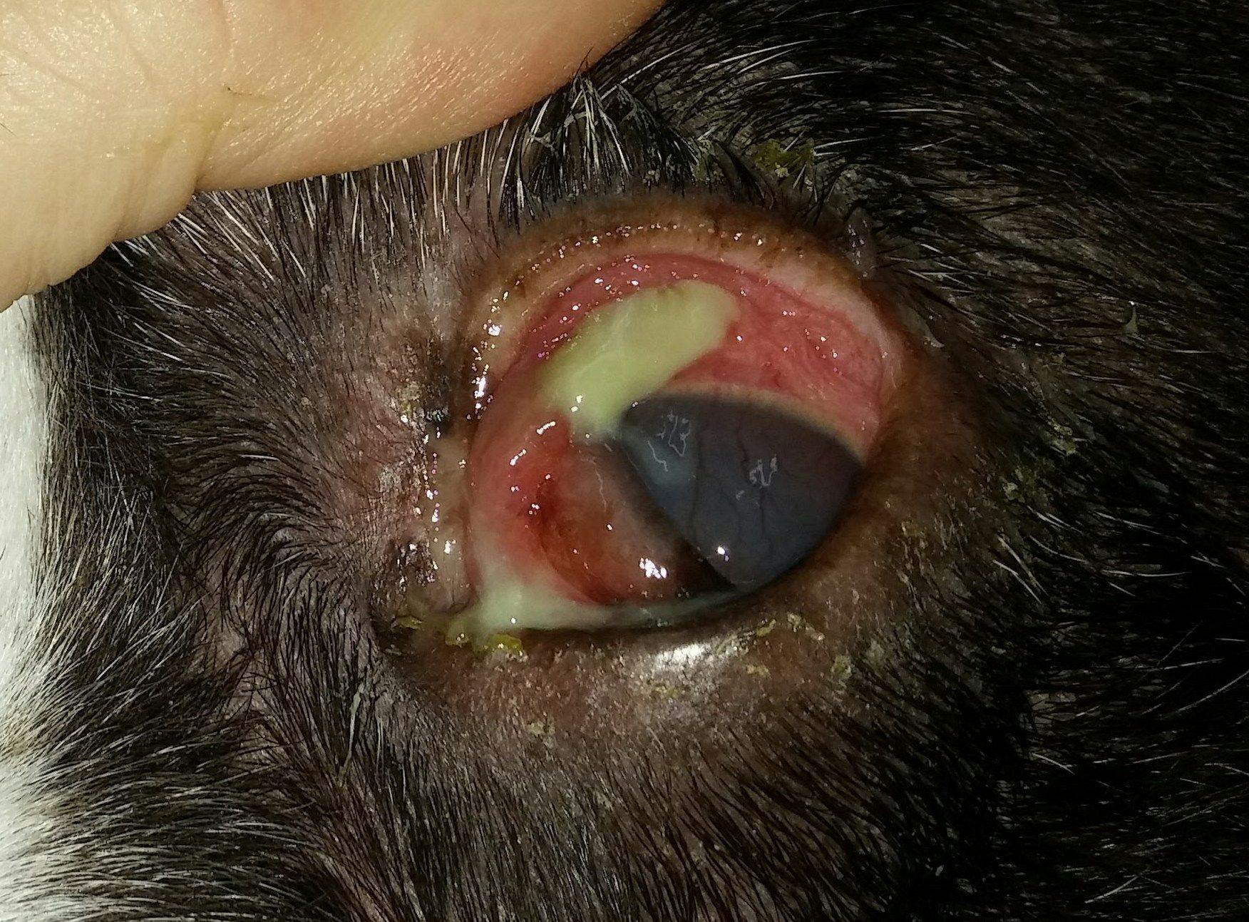Figure 1. Purulent discharge, conjunctival hyperemia, and corneal vascularization are evident in this dog with KCS.