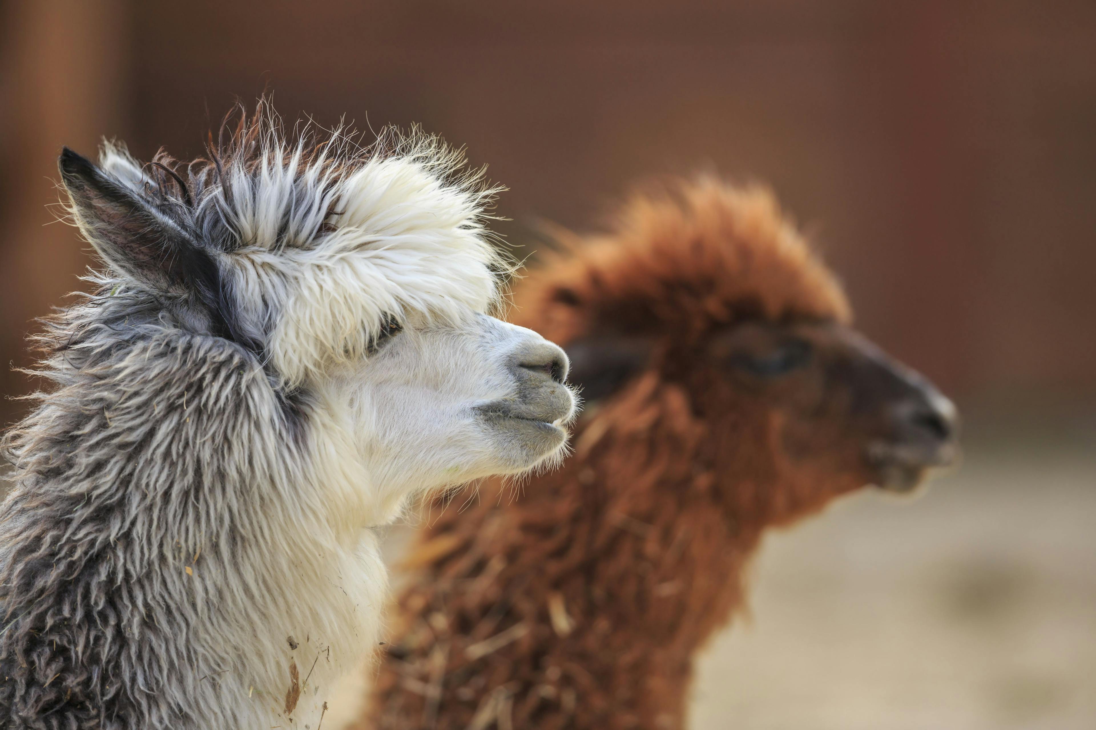 Treating the mange mite in alpacas and llamas