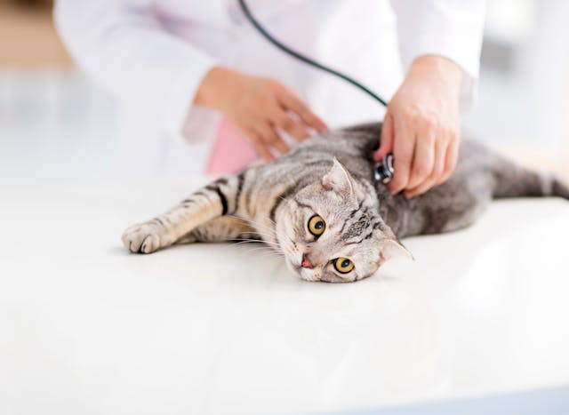 The American Animal Hospital Association shares new endocrine guidelines