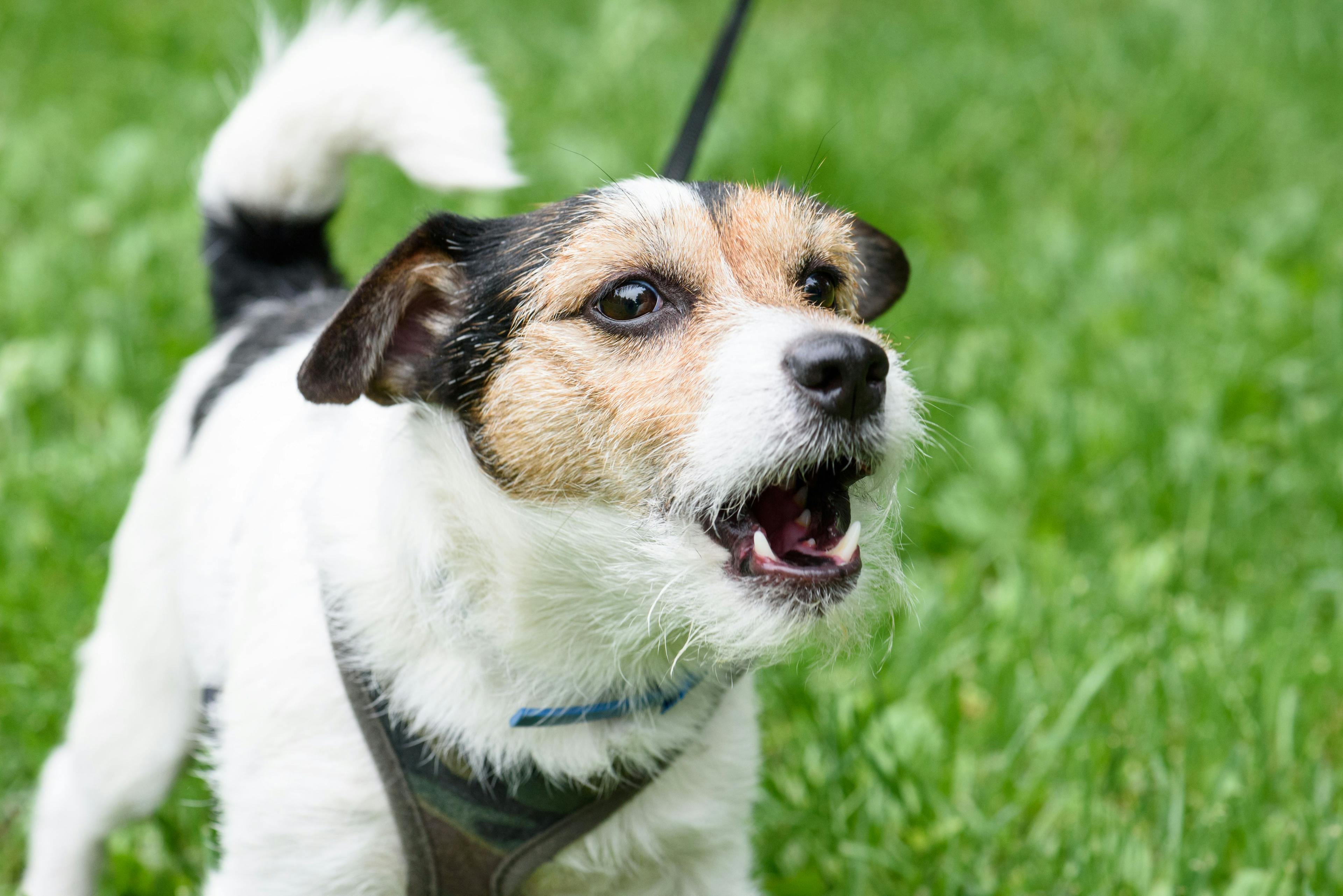 Understanding and preventing canine aggression