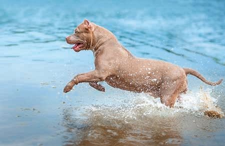 veterinary_pitbull-dog-ocean-beach_748881157_450.jpg