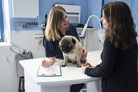veterinary-dog-client-communication-treatment-plan-AdobeStock_112936152-450.jpeg