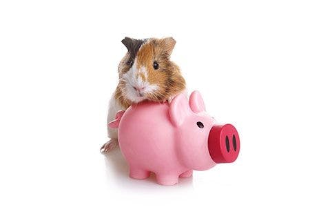 veterinary-guinea-pig-piggy-bank-money-cash-AdobeStock_163453186-450.jpg