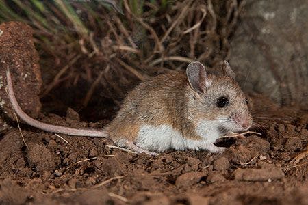 Veterinary-mouse-white-footed-mouse-AdobeStock_239696697_450.jpg