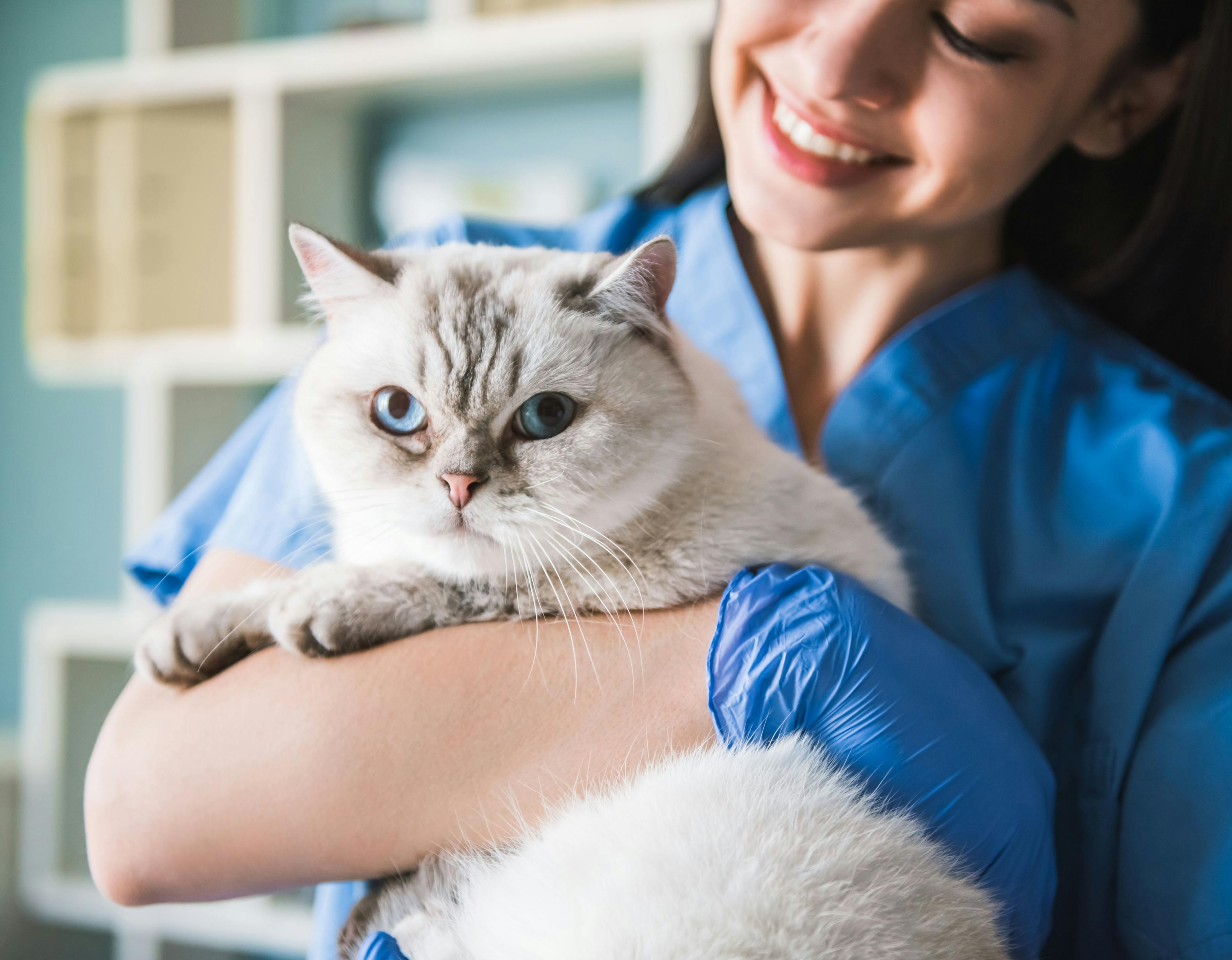 Study highlights opportunities to promote veterinary practice productivity  