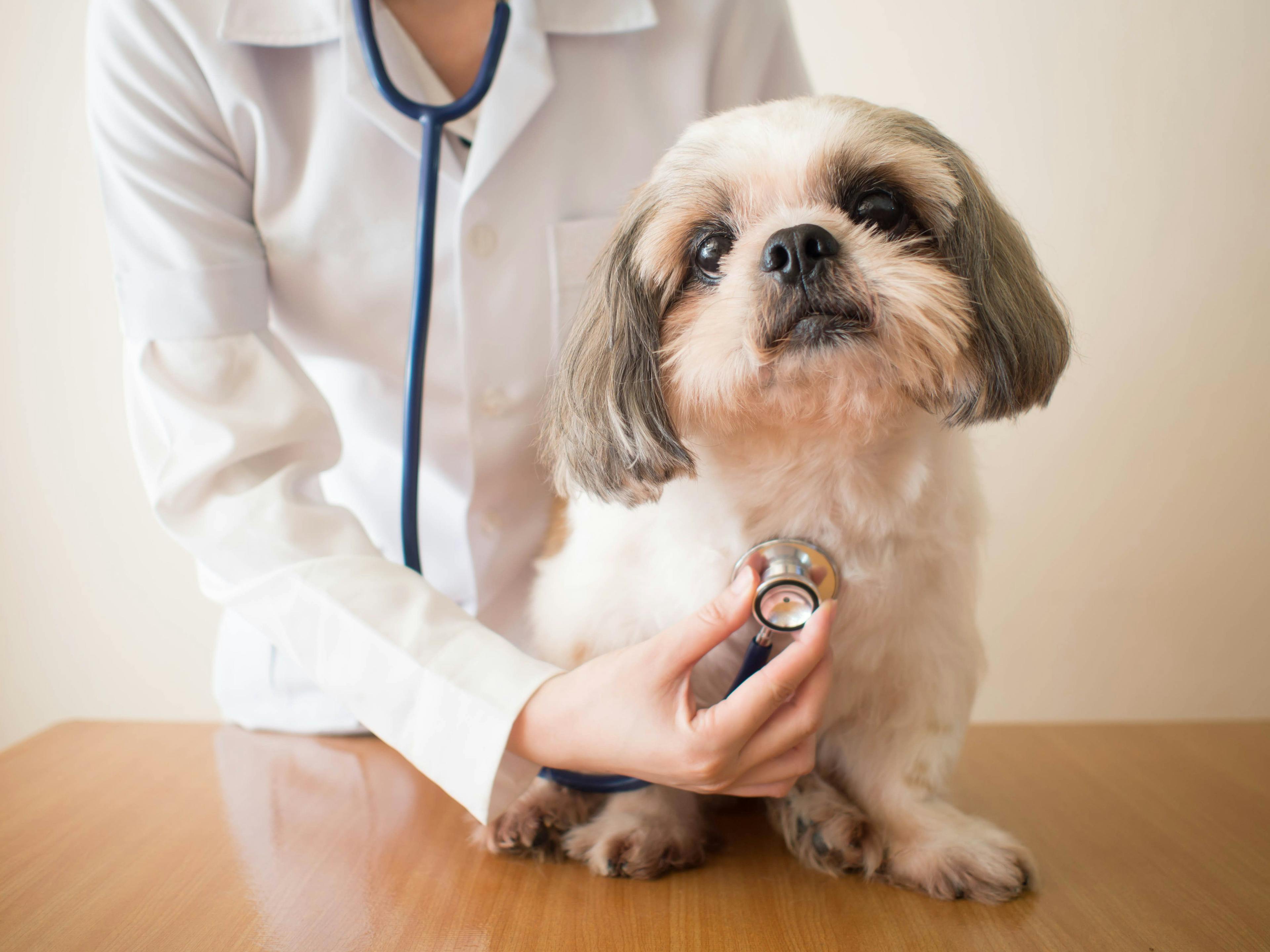 The multi-faceted benefits of relief veterinarians