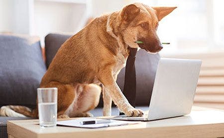 Veterinary-dog-work-computer-AdobeStock_261929648-450.jpg