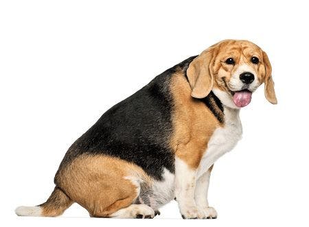 veterinary_dog-Fat-Beagle,-3-years-old,-sitting-against-white-background_450px_155252872.jpg