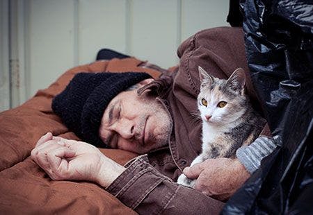 veterinary-450-homeless-cat-paul-column-AdobeStock_19801311.jpg