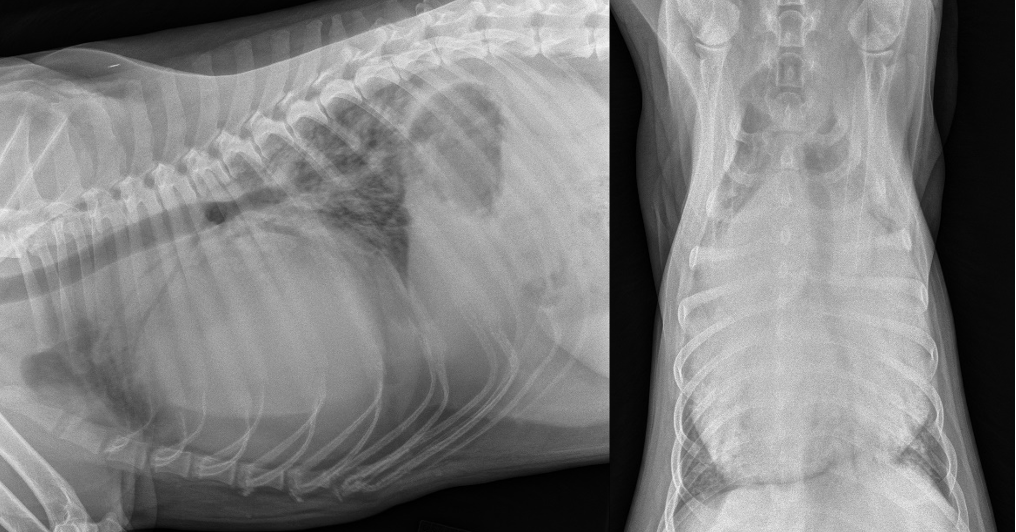 Figure 3: Lateral and ventrodorsal radiographs of a dog with large volumetric pericardial effusion. Note the lack of specific chamber enlargement patterns. The sheer degree of enlargement of the cardiac silhouette should raise the suspicion of pericardial effusion.
