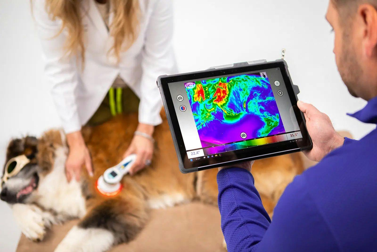 Photo courtesy of WellVu Veterinary Thermal Imaging.