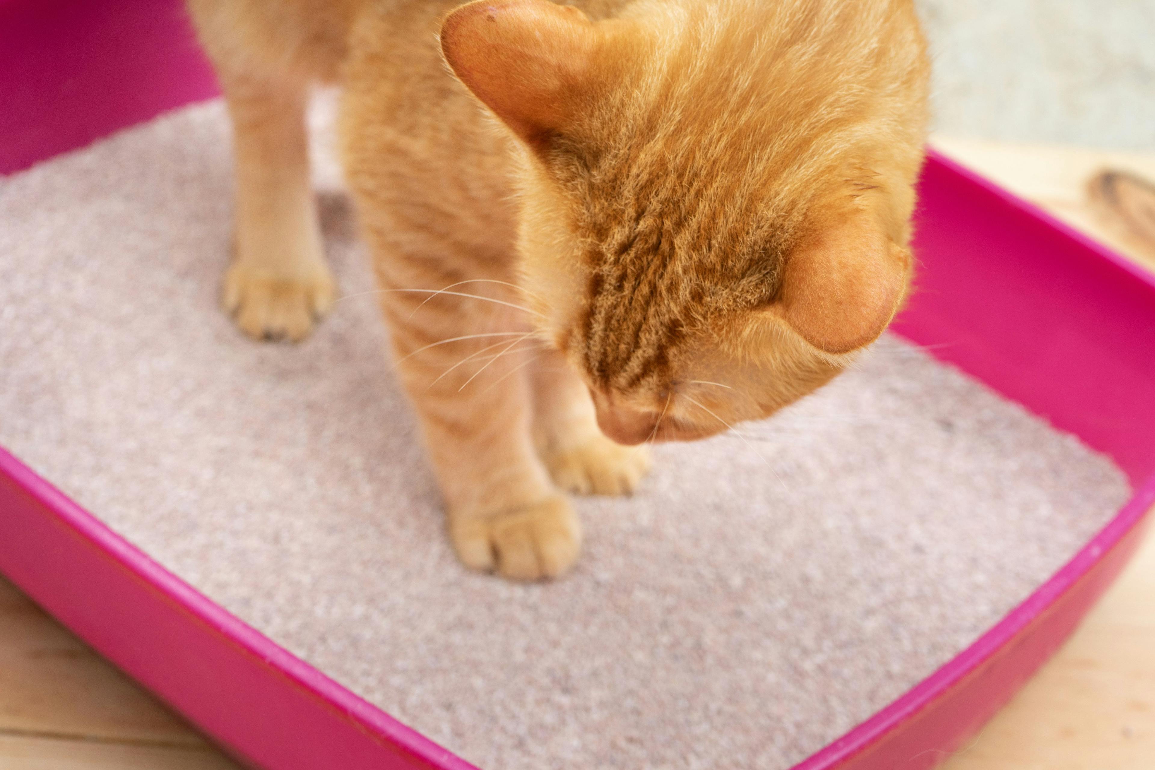 Feline idiopathic cystitis: What it is and how to diagnose in patients