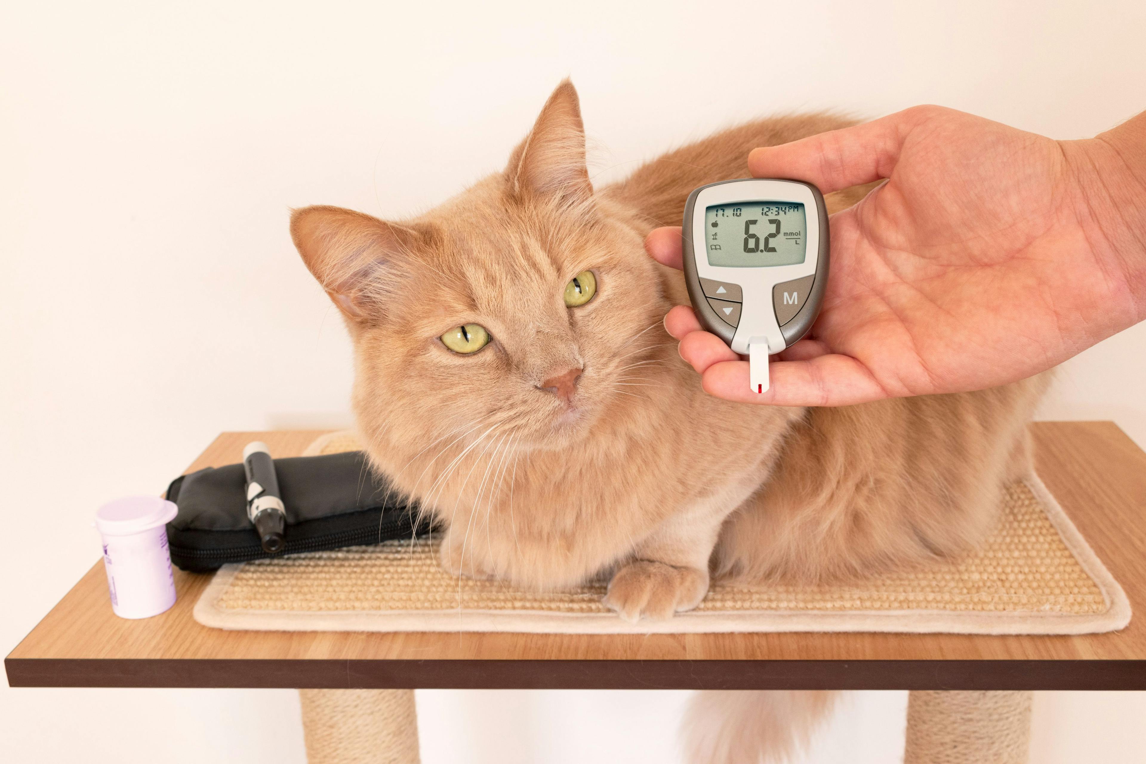 Tips for managing diabetes in dogs and cats