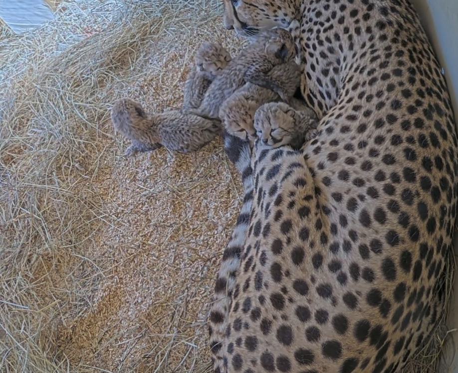 5 cheetah cubs born at Smithsonian’s National Zoo and Conservation Biology Institute