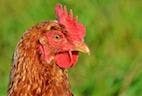 Chickens: An Unlikely Ally in Disease Detection