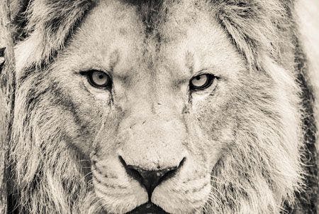 veterinary-closeup-portrait-of-an-african-lion-shutterstock-195099374_450.jpg
