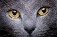 veterinary-cat-face-grey-eyes-yellow-166423370-829737-1404215549765.jpg