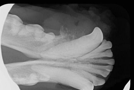 Volker_fig16-canine-acanthomatous-ameloblastoma_450.jpg