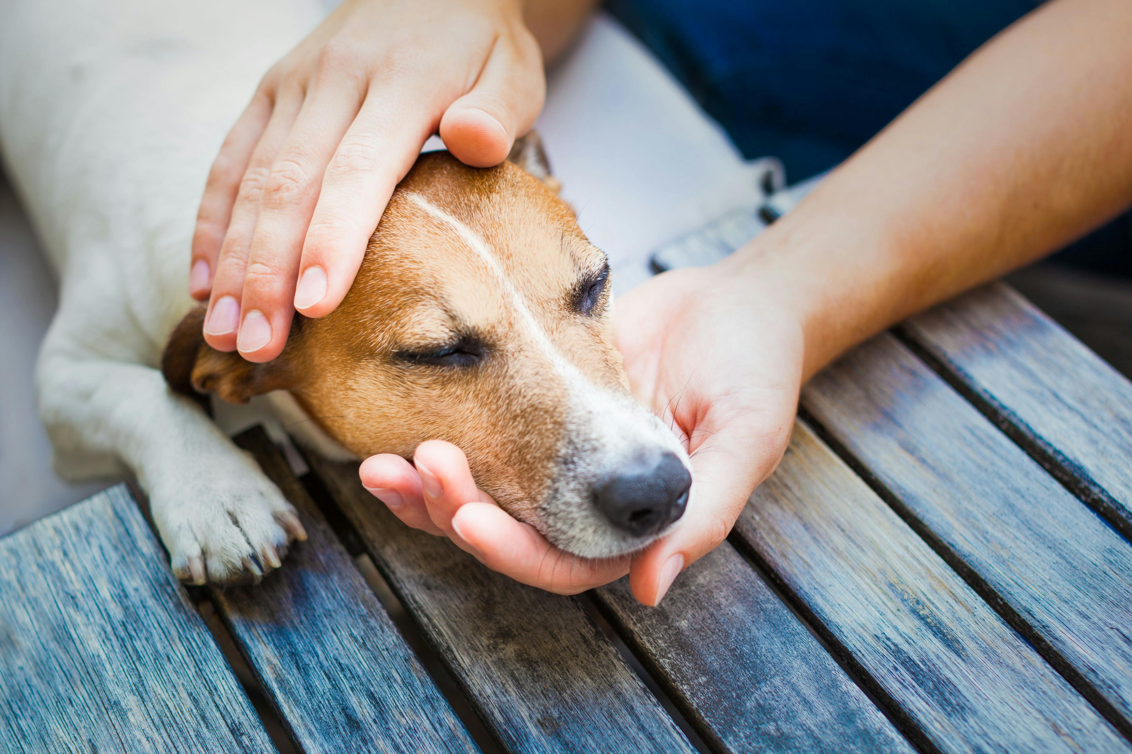 Recreational drugs makes ASPCA’s annual list of top pet toxins 