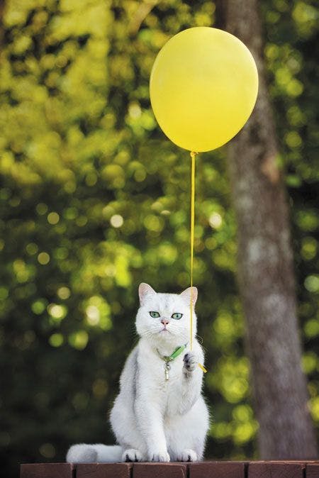 veterinary-cat-holding-yellow-balloon-450-305054798.jpg