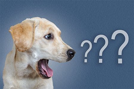 veterinary-dog-question marks-main.jpg