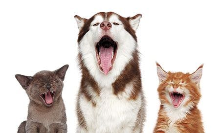 veterinary-group-of-pets-sing-song-theme-cats-and-dogs-portrait-on-white-background-originalsize-shutterstock_1117025390_450px.jpg