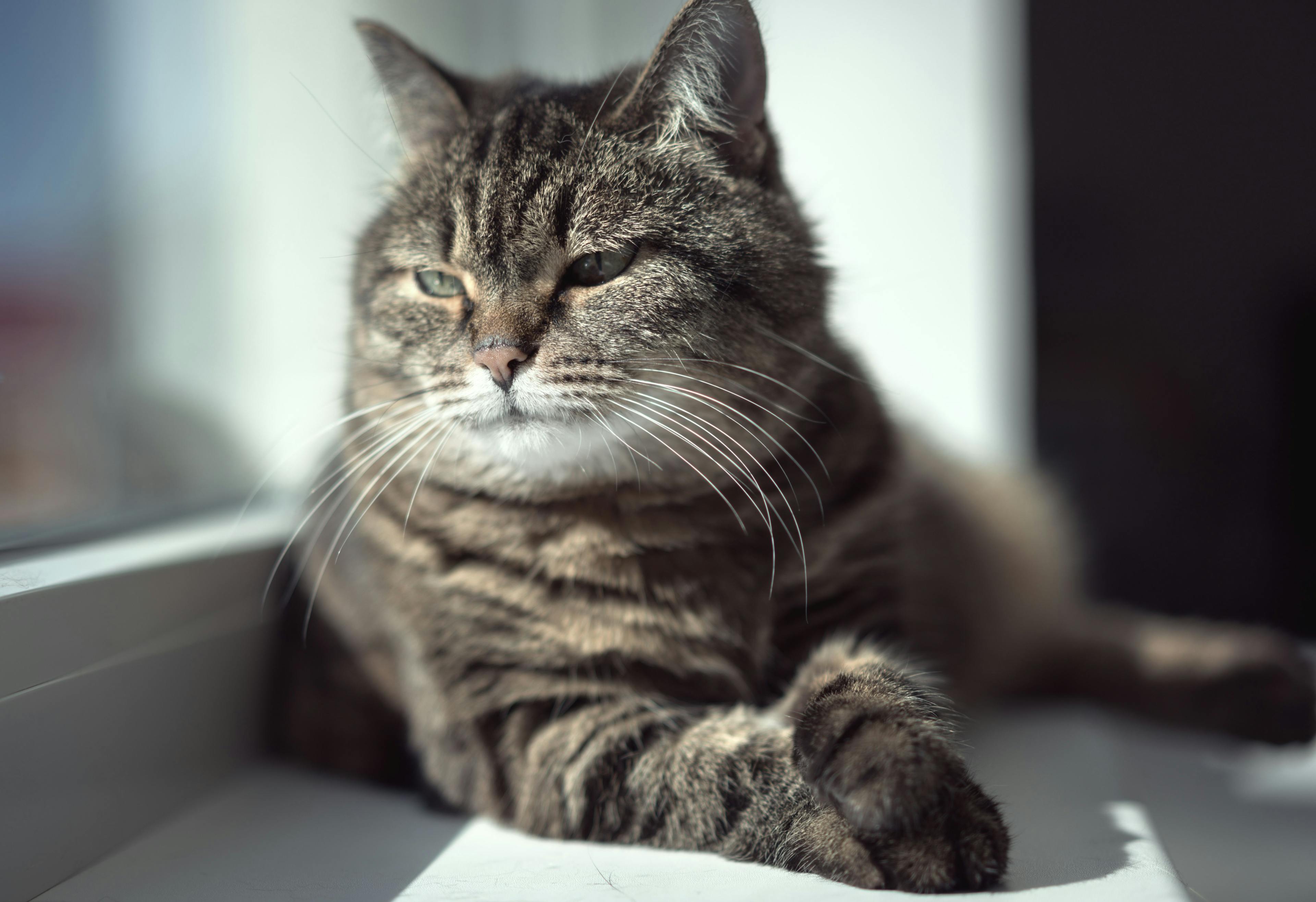AAFP releases new feline End of Life Educational Toolkit