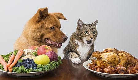 veterinary_dog-cat-food-options_AdobeStock_71145309_450.jpg