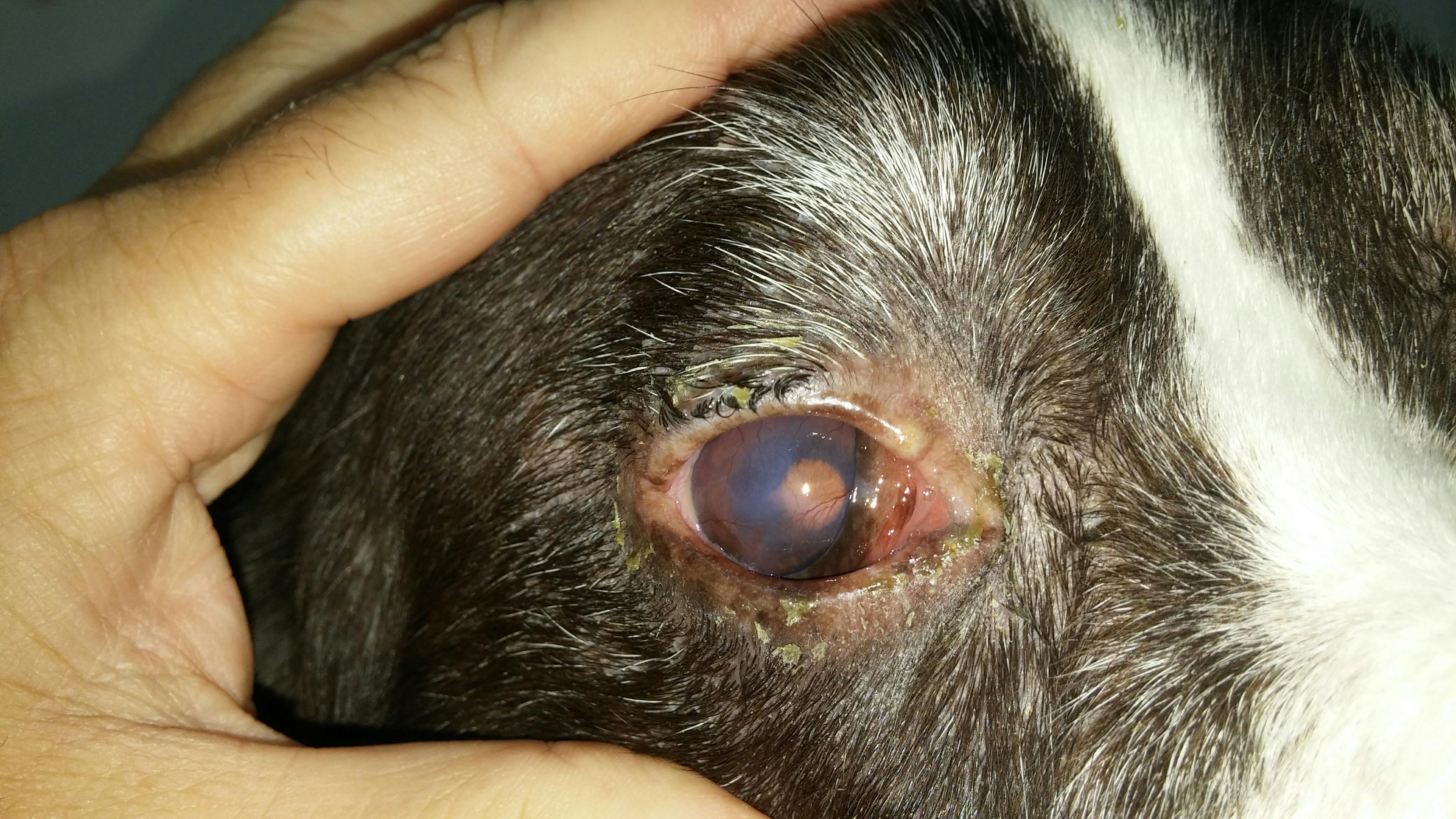 Figure 3. Purulent discharge and corneal vascularization (seen against the background of the tapetal reflection) in a dog with KCS.