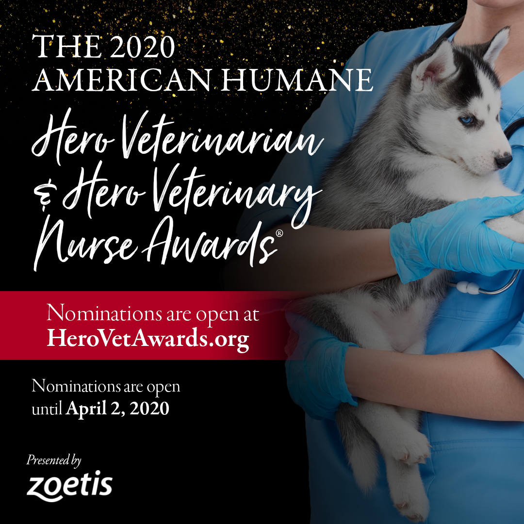 American Humane calls for veterinary hero nominations