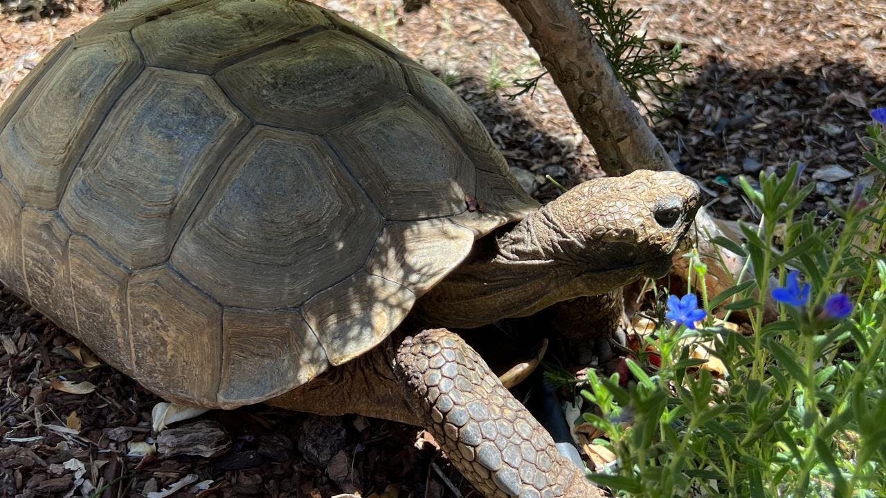 Large bladder stone removed from 80-year-old desert tortoise 