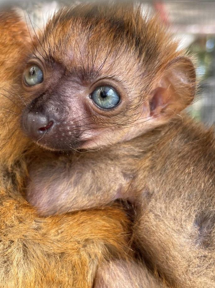 Florida zoo welcomes critically endangered lemur