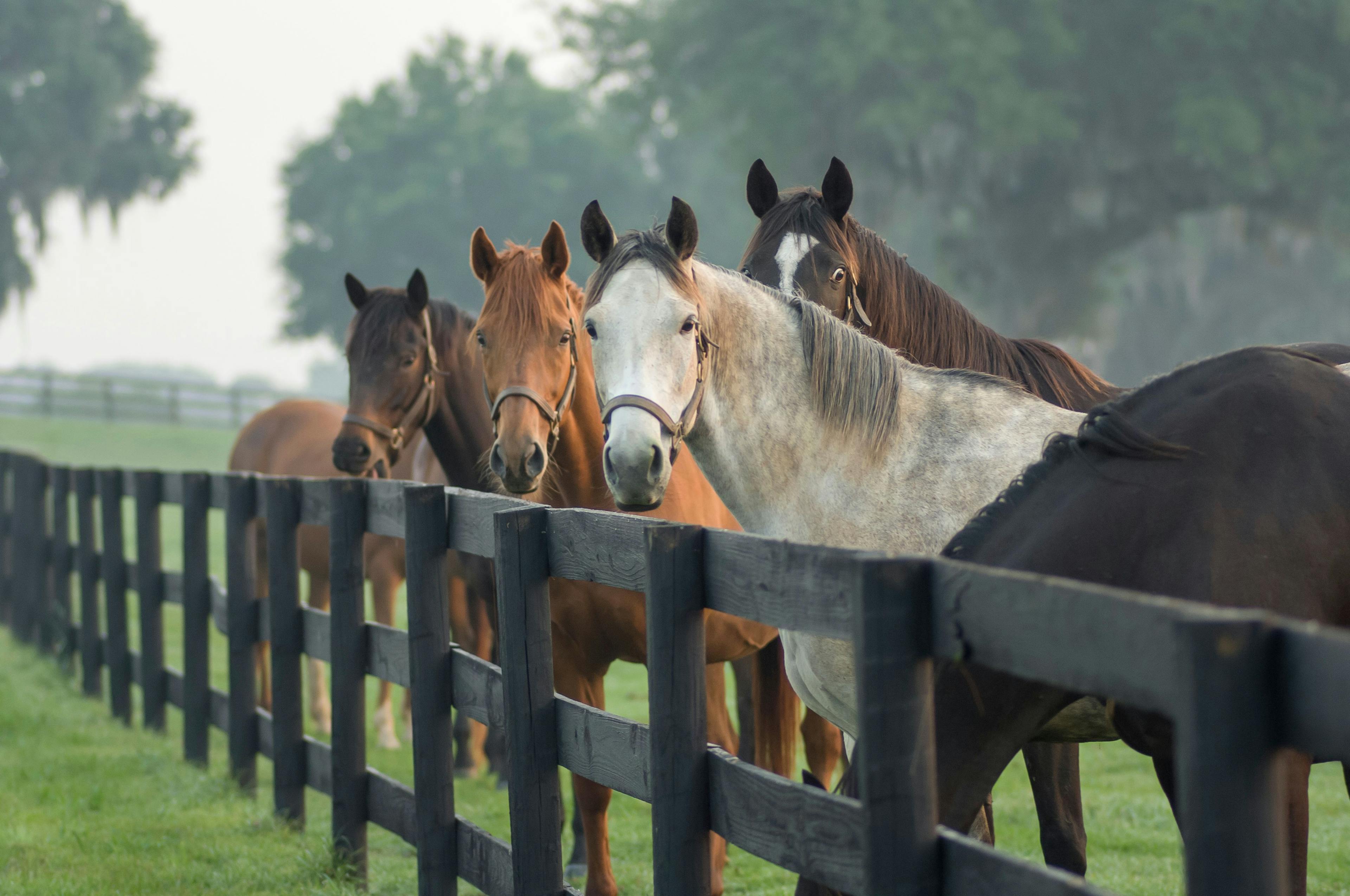 Dunn Ranch teams up with RenoVō Allograft for equestrian programs 