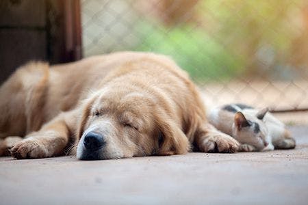 veterinary-cat-dog-sleeping-shutterstock_312266918-450.jpg