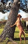veterinary-dog-tree-157336970-814503-1404222150473.jpg
