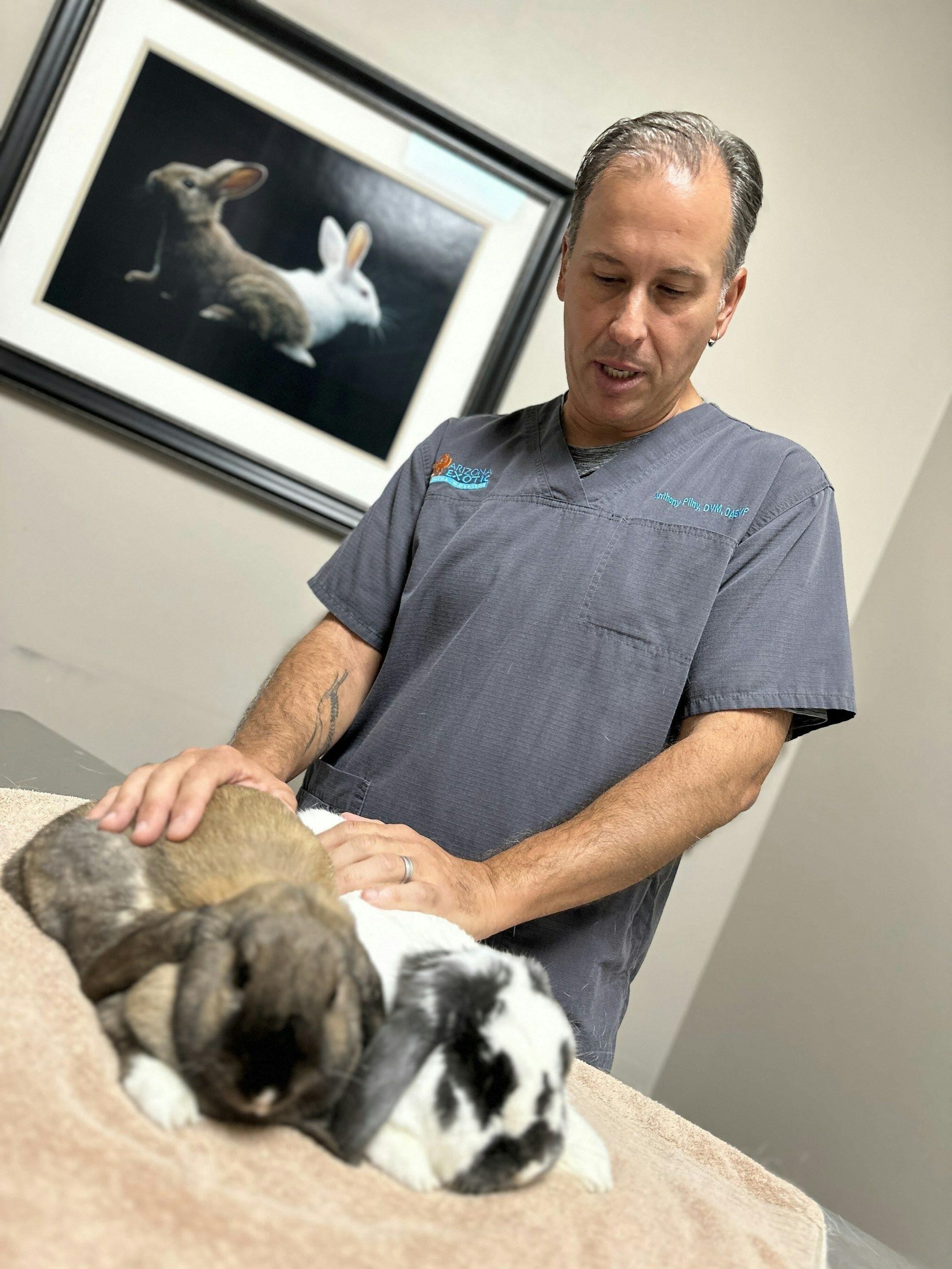Pet rabbit checkups