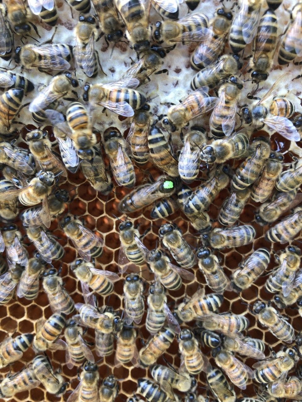 The queen bee, identified here with a green dot on her thorax, lays all the eggs for the colony. Research is showing that a vaccinated queen can pass pathogen-associated molecular pattern molecules in the egg protein vitellogenin via a process known as transgenerational immune priming.