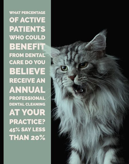 veterinary-dental-data-cat-450.jpg