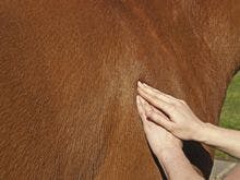 veterinary_horse massage hands_220px_184289896.jpg