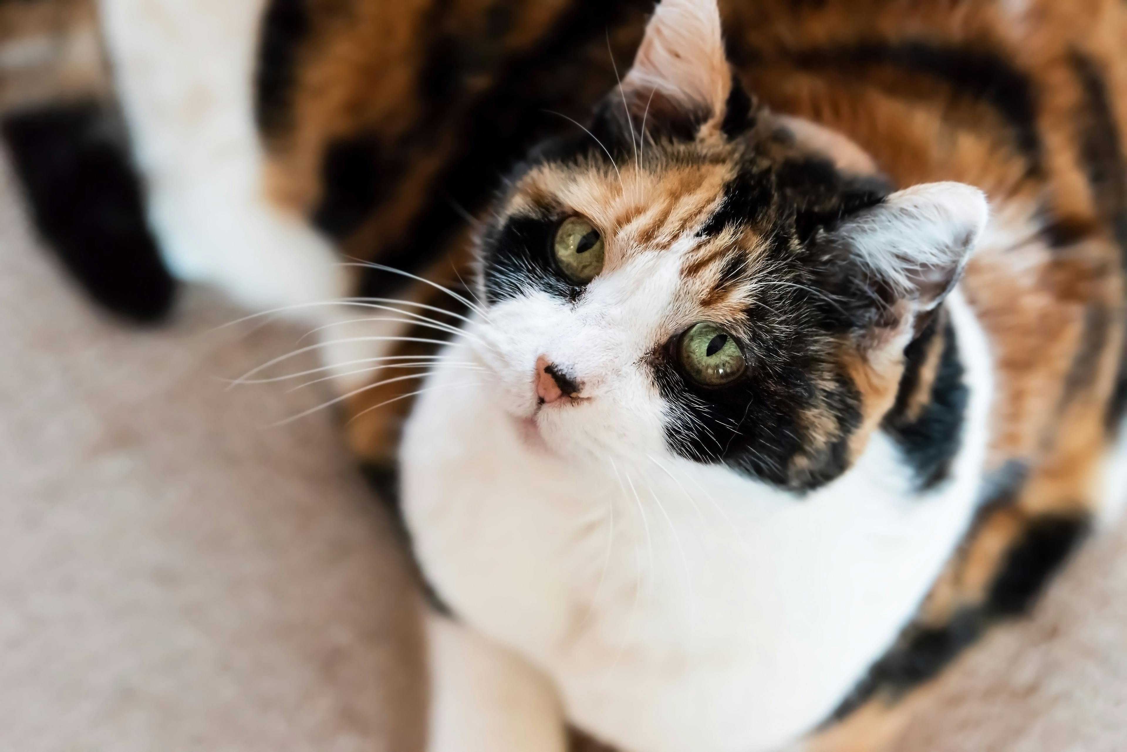 AAFP releases updated Feline Senior Care Guidelines 