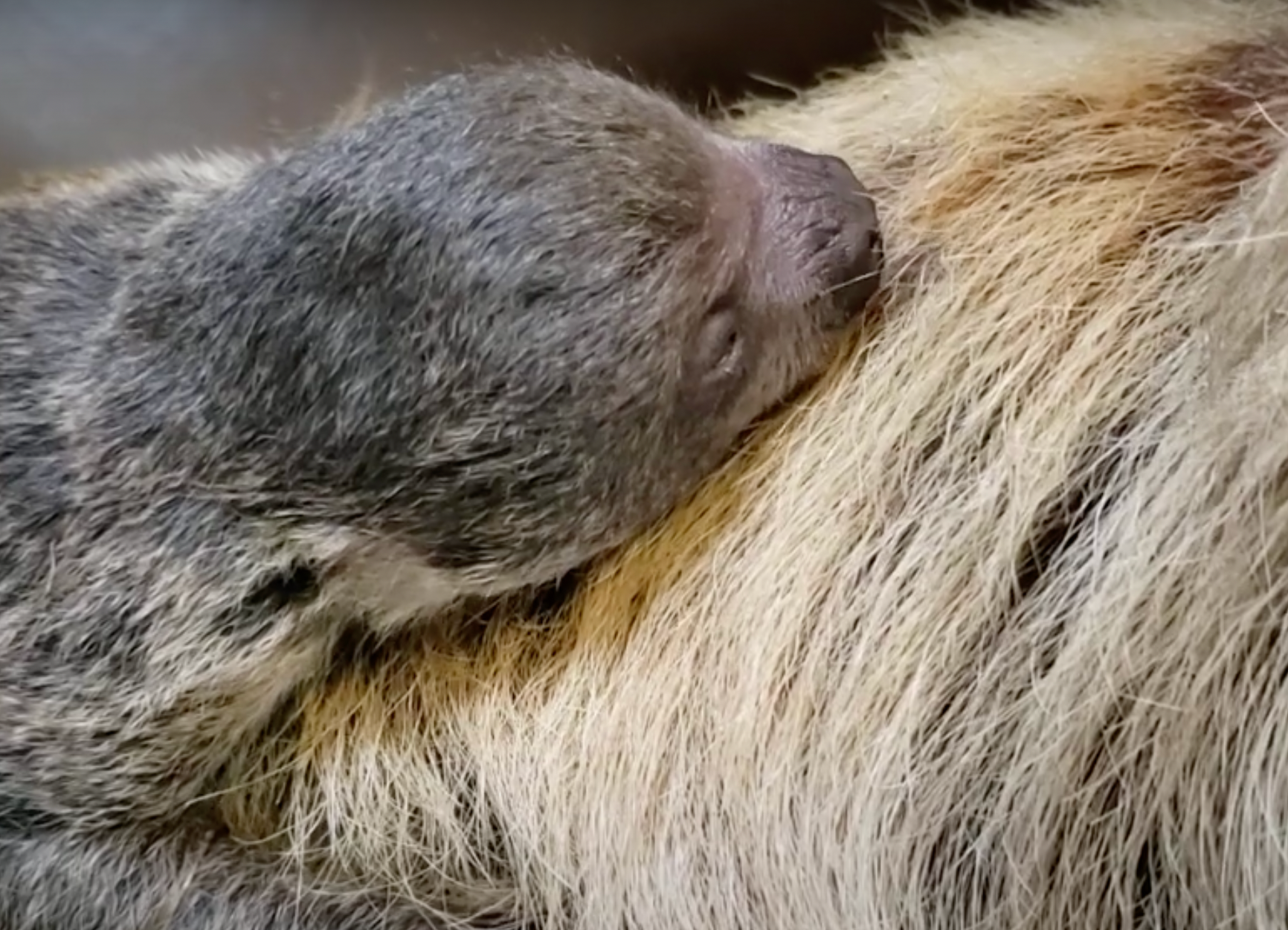 The baby sloth with mother Lunesta (Photo courtesy of Zoo New England). 