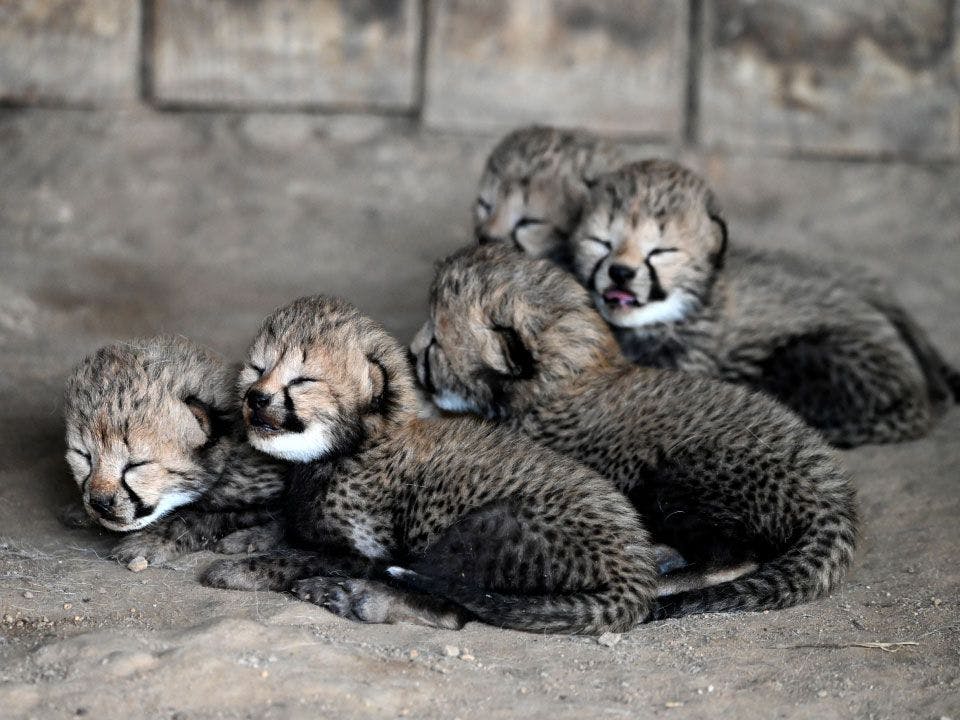 19 cheetahs born this year at Virginia zoo 