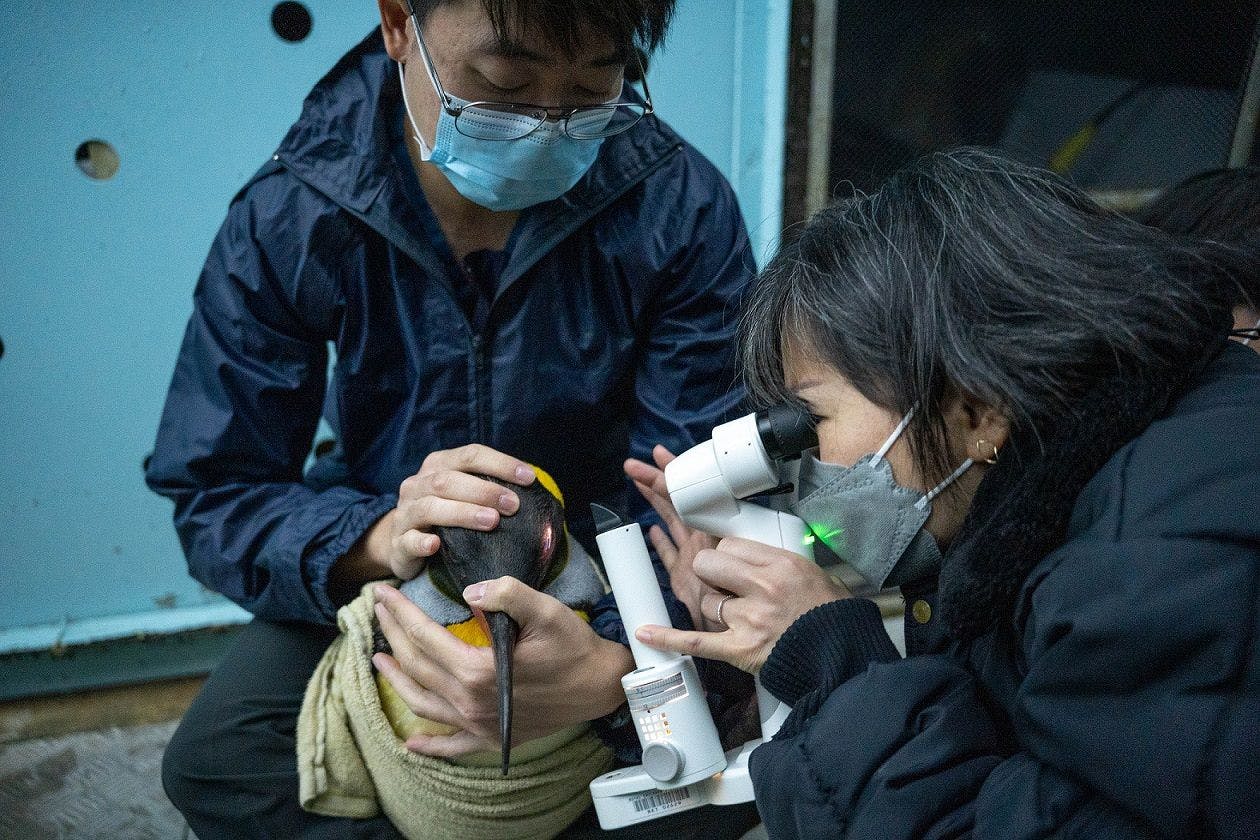 Dr Boo, veterinary ophthalmologist examines the eye of a king penguin while Marcus Tan, senior veterinary technician holds the bird (All images courtesy of Mandai Wildlife Group). 
