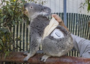 Koala Diabetes Monitoring
