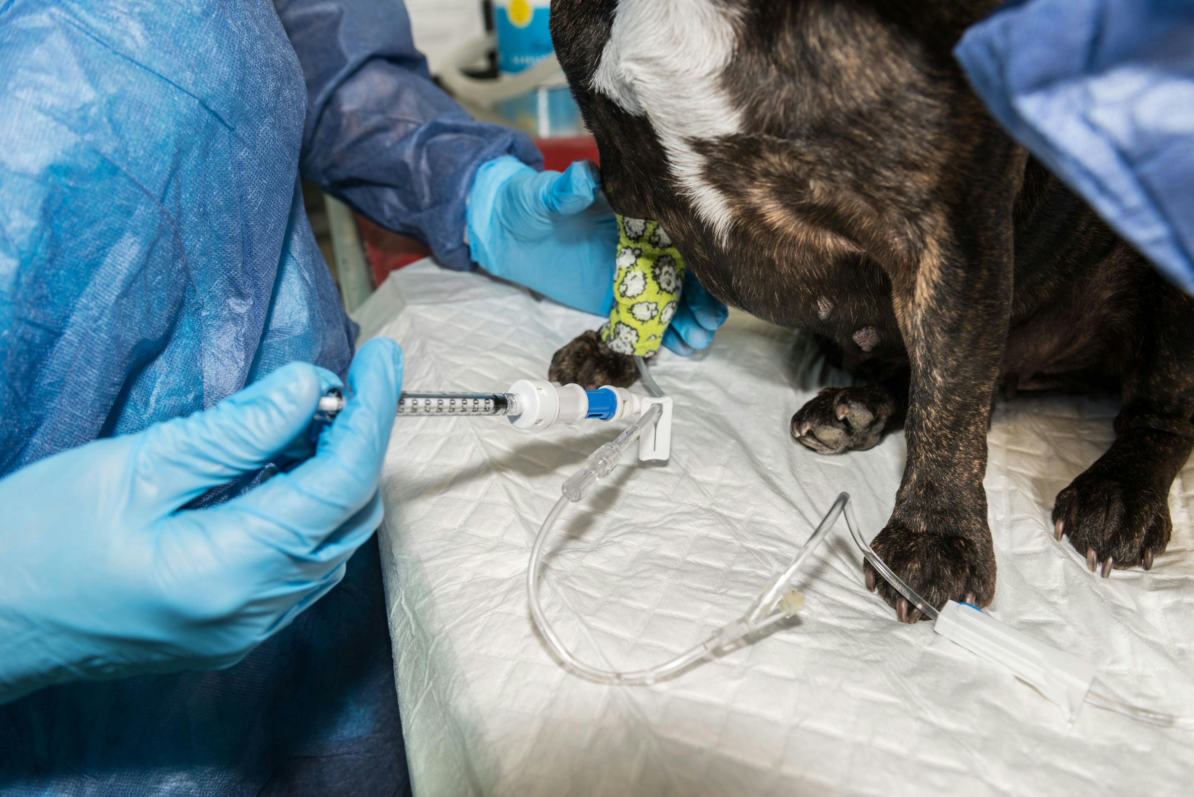 Precision medicine: a new frontline attack on canine cancer
