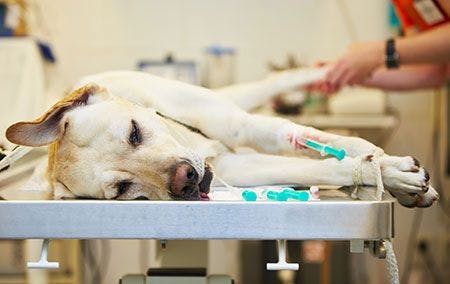 veterinary-dog-ill-golden-retriever-62625374-450.jpg