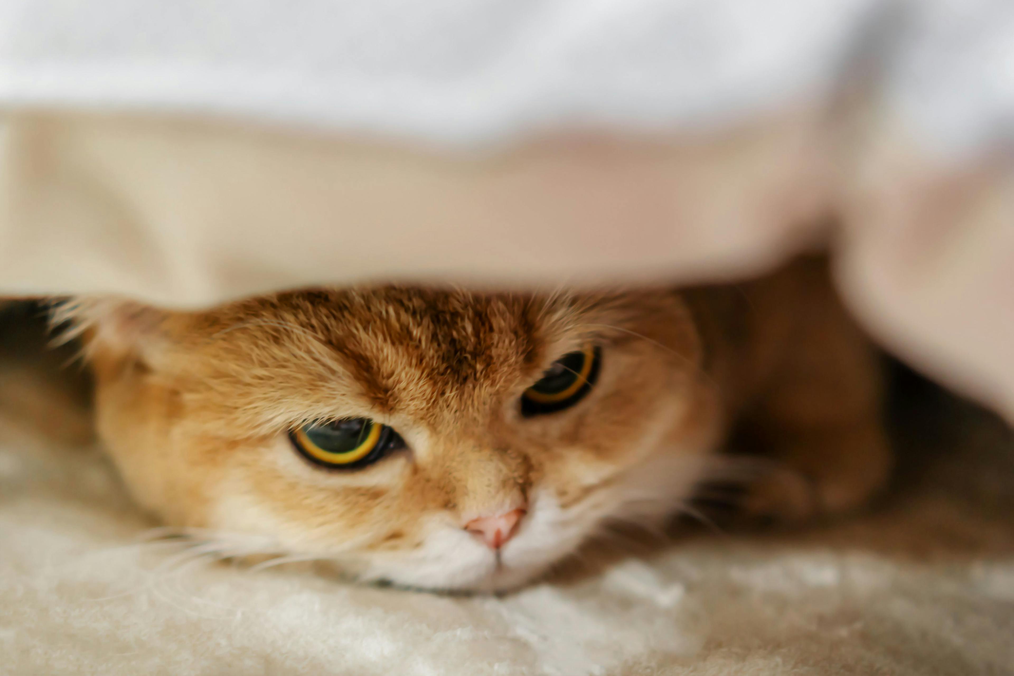 Managing feline stress-related conditions 