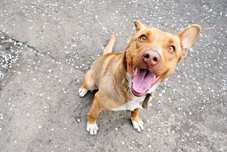 veterinary-dog-brown-funny-happy-smile-sitting-asphalt-shutterstock-403502746-450px.jpg