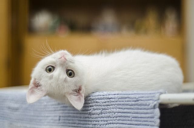 Kitten FIV testing
